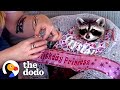 Raccoon Is Such A Daddy's Girl | The Dodo