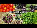 Today's Harvest Video.. Hope you like it 🍅🍆🥬🌶️🌱.. హార్వెస్ట్ వీడియో Bobbili Anitha's Terrace Garden