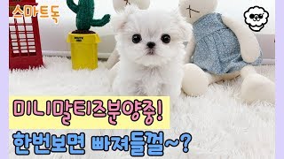 애교쟁이 완벽외모 !! 미니 말티즈분양 ♥♥