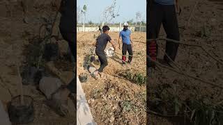 My farm house overview#fruit plantation work# peach fruit