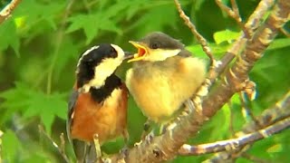 眠くて仕方がないヒナに餌を与えるオスのヤマガラ　とりのる