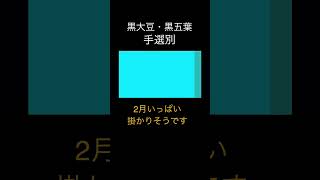 終わらない大豆選別 黒大豆 黒五葉 #岩手 #盛岡 #農業 #田村種農場 #大豆 #手選別 #shorts