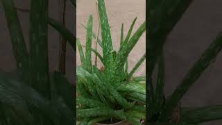 aloe vera# odia xyz#