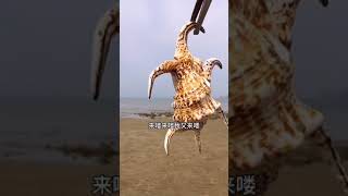 Catching Seafood 🦀🐙 Deep Sea Octopus (Catch Crab, Catch Fish) - Tik Tok #Shorts