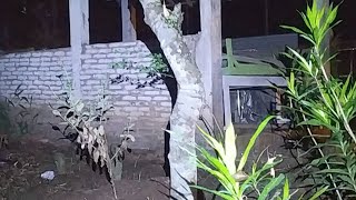 LIVE MISTERI || Lanjut Bontot Susul Bontot Tv