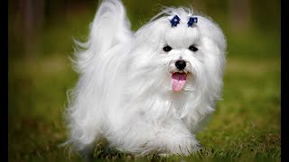 What COAT TYPE is Your DOG? What are the GROOMING NEEDS of Your DOG?