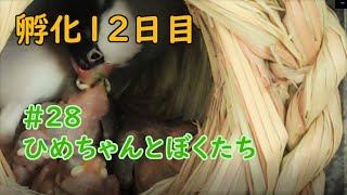 ヒナが口を開けないときはここを狙え！ 孵化12日目 hatching egg #28 ひめちゃんとぼくたち 文鳥