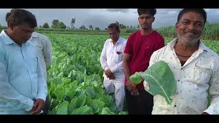 SCT Vedic Cauliflower farmer used 25% schedule got very good results campared to chemical 😍