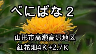 べにばな２　山形市高瀬高沢紅花畑4K+2.7K