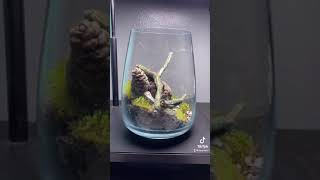 Terrarium DIY In Beautiful Closed Glass Box The Vertex Forest @koryaqua | Falcon Aquarium Services