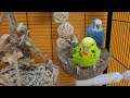 7 hours of budgie sounds for lonely birds