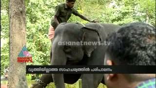 Kodanand Elephant Training Centre  destroying condition : Chuttuvattom News