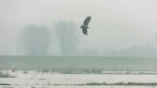 White Tailed Eagle , zeearend 20221601 Biesbosch