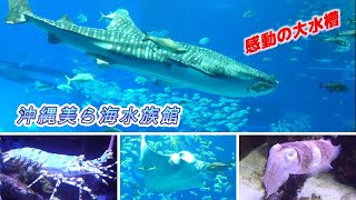 沖縄美ら海水族館