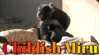 フブキと仲良し、ミル17歳　多摩動物公園　チンパンジー　Miru, 17, is a good friend with Fubuki. Tama Zoo, Chimpanzee