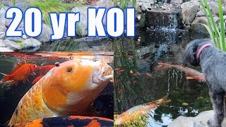 20-Year Koi in Epic Garden Pond