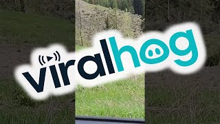 Grizzly Bear Charges at Car || ViralHog