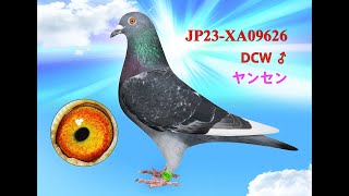 2023XA09626 DCW ♂ ヤンセン