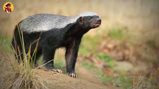 15 Unbelievable Honey Badger And Wolverine Attacks Caught On Camera