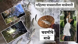 चढणीचे मासे | chadaniche mase | fish ing in rain | चढणीचे पहिल्या पावसातील मासेमारी