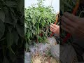 爷爷教你摘辣椒 农村生活 田园生活 广西 种田 辣椒 village farming chili