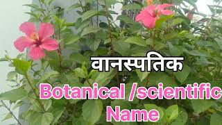 Scientific Name of hibiscus गुड़हल का वानस्पतिक नाम और फैमिली #plants #nature