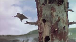 Flying Squirrel Cheats Death | Escape from Mountain Lions!