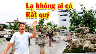 Không ai có được cây Độc Đáo hơn cây này, cả dàn cây quý và đẹp, sanh nam điền