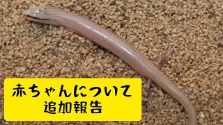 どくたけからクサビトカゲの赤ちゃんについて追加報告