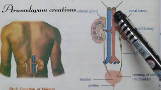 Kidney anatomy (internal structure)-excretory system-class 10 Biology