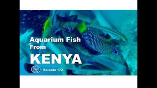 Aquarium fish from Kenya Fincasters Episode 172