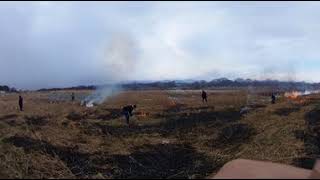 相模の大凧 野焼き(害虫駆除)