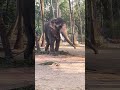 ഇവനെ തളക്കാൻ കുറച്ചു കഷ്ടപ്പെട്ടു 🥵🙂 shorts elephant