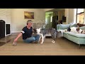 easy chin rest dog training by kikopup