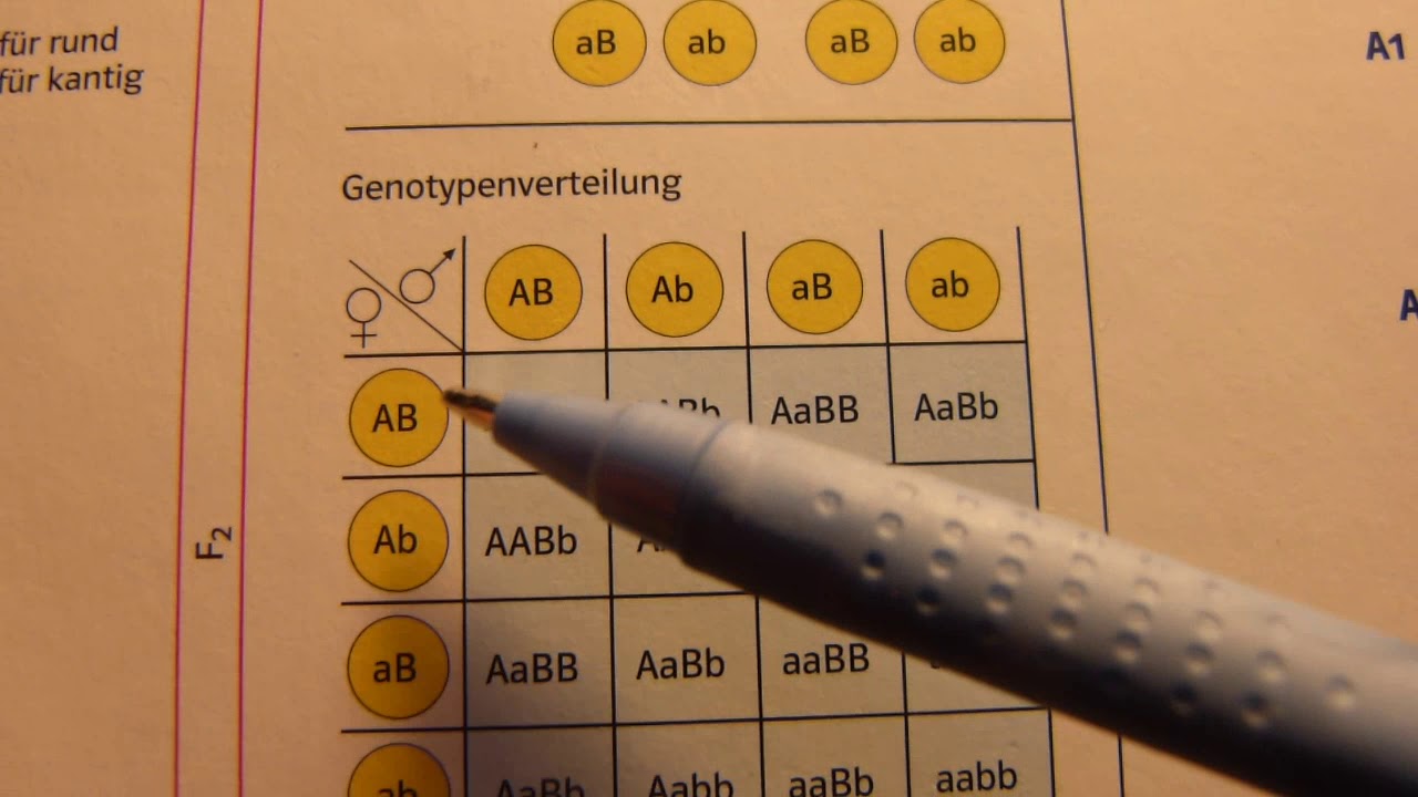 Die 3. Mendelsche Regel Teil 4 - YouTube