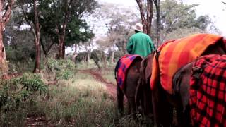 Adopt an orphaned elephant this holiday season | Sheldrick Trust