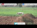 greyhound rabbit hunting new season wild animals videos