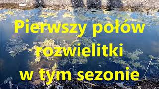 Pierwszy połów rozwielitki w tym sezonie, Plantkon fishing - Daphnia