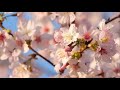 Cherry blossoms bloom in SE China