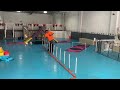 poodle agility dog training