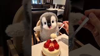 🍊It’s a little sour😝#adorablepet #so cute that it explodes💥 , I still like to eat cake🍰🍰