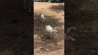 可愛小羊表示 你有食物嗎? 獸醫教學醫院 獸醫系 屏科大校園  #屏東科技大學 #內埔 #全台最大 #動物 #animals