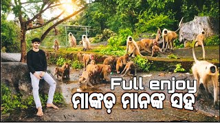 ମାଙ୍କଡ଼ ମାନଙ୍କ ସହ ସେଲପି Selfie with monkey and enjoy completely 1smartsibu