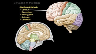 Divisions of the brain