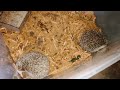 hedgehog farming in india hedgehog 🦔 breeding progress hedgehog petsholic