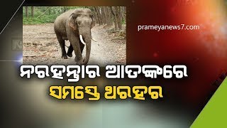 Herd Of Elephants Create Havoc in Pratapur At Athmallik