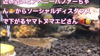 近い近いとアベニーパファーちゃん🐡からソーシャルディスタンスで下がるヤマトヌマエビさん🦐😅