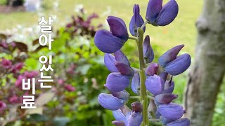 #루피너스(Lupine) #캘리포니아 라일락(California Lilac) #질소고정식물(Nitrogen Fixing Plant), ‘싸우는 식물’책소개, Gardening