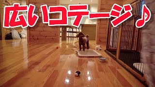 【犬旅】コテージ内をフラフラ【ﾄｲﾌﾟｰﾄﾞﾙ こたつの部屋】