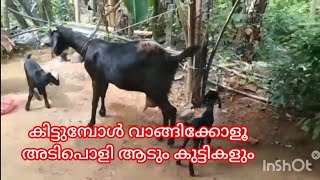 ബീറ്റൽ ക്രോസ്സ് ആടും അടിപൊളി കുട്ടികളും വില്പനക്ക്👍🐑sale